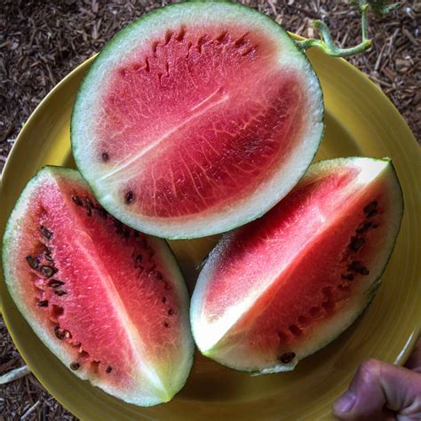 Are watermelon high in sugar?