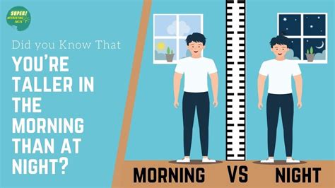 Are we 2 cm taller in the morning?