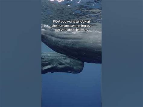 Are whales shy?