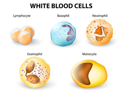 Are white blood cells alive?