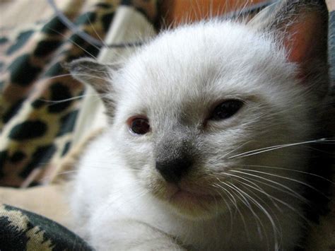 Are white cats born white?