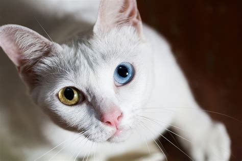 Are white cats expensive?