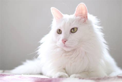 Are white cats healthy?