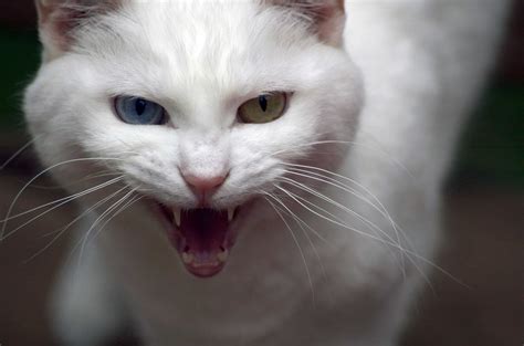 Are white cats less aggressive?