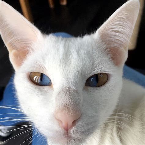 Are white cats more rare than black cats?