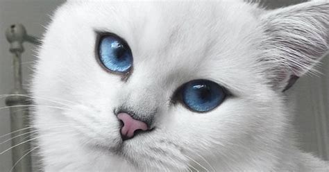 Are white cats prone to blindness?