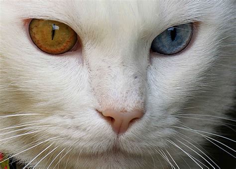 Are white cats with blue eyes rare?