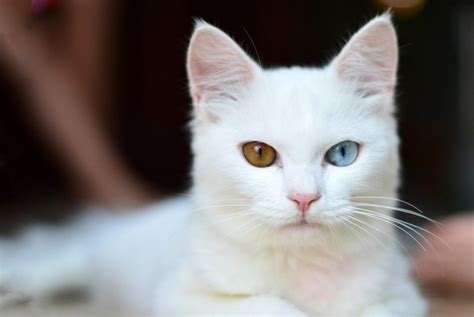 Are white kittens deaf?