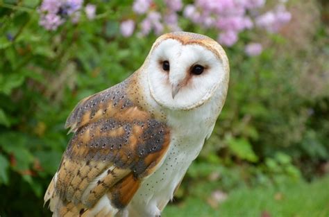 Are white owls smart?