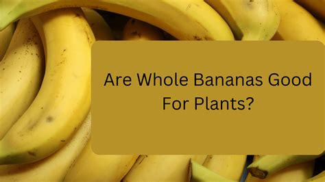 Are whole bananas good for plants?