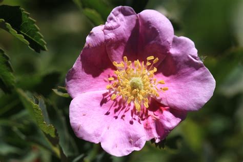 Are wild roses real roses?