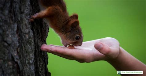 Are wild squirrels safe?