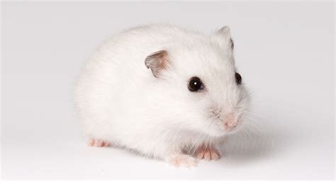 Are winter white hamsters friendly?