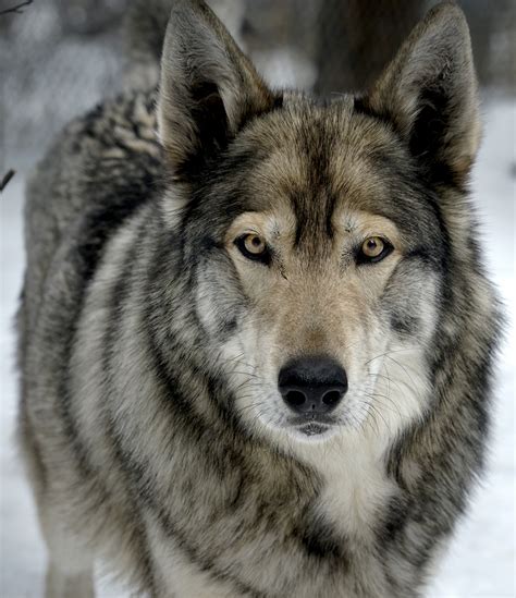 Are wolf dogs legal in Canada?