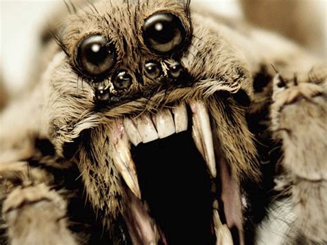 Are wolf spiders scary?