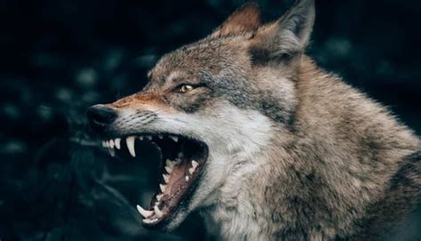 Are wolves aggressive?