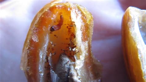 Are worms in dates harmful?