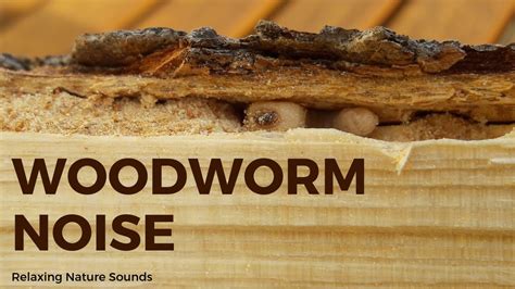 Are worms noisy?