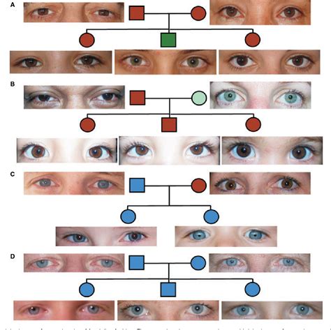 Are yellow eyes genetics?