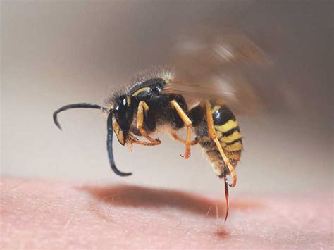 Are yellow jackets afraid of humans?