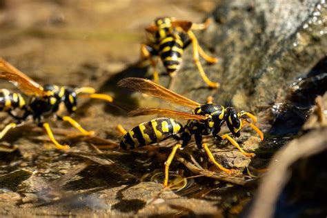 Are yellow jackets attracted to?