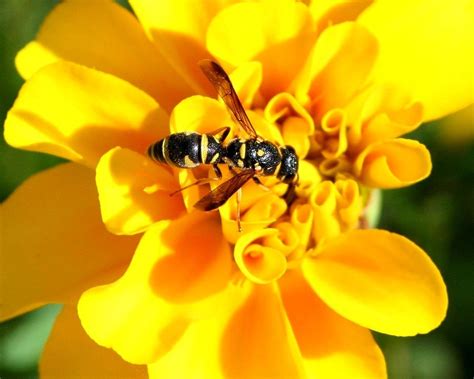 Are yellow jackets attracted to perfume?