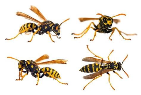 Are yellow jackets more aggressive?