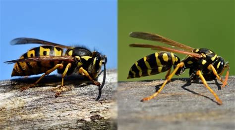 Are yellow jackets more aggressive than hornets?