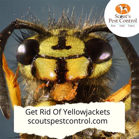 Are yellow jackets the worst?