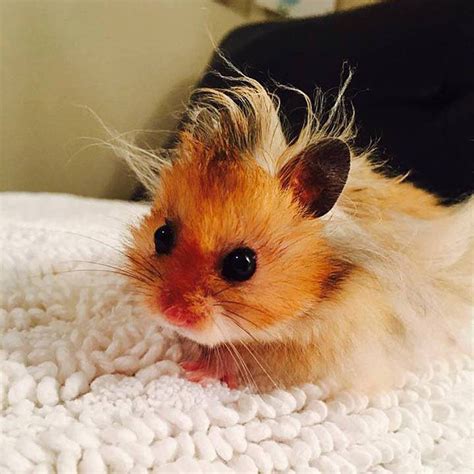 Are you supposed to cut hamsters hair?