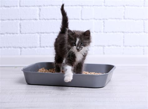 At what age are cats fully litter trained?