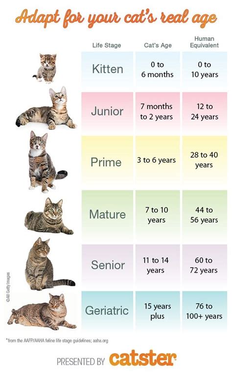 At what age are cats most hyper?