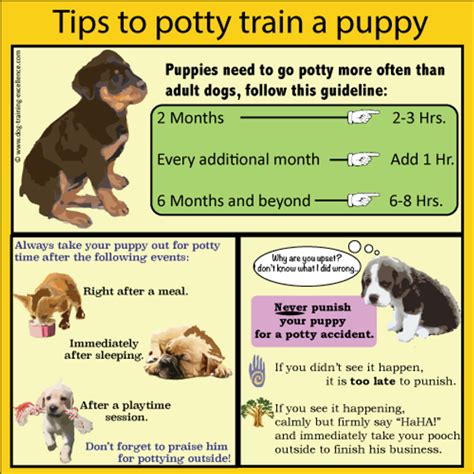 At what age are dogs easiest to potty train?