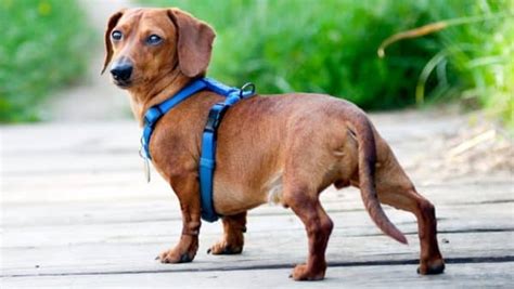 At what age can Dachshunds develop lower back problems?