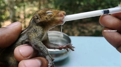 At what age can baby squirrels pee on their own?