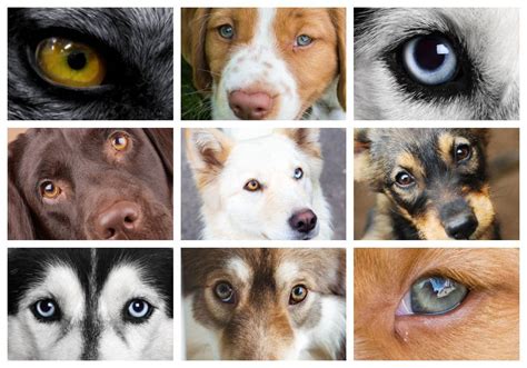 At what age can you tell a dog's eye color?