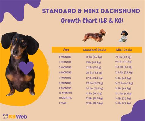 At what age do Dachshunds develop IVDD?