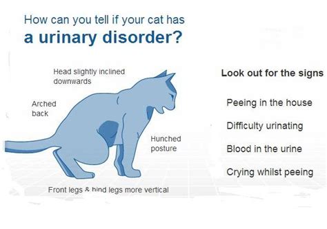 At what age do cats get UTI?