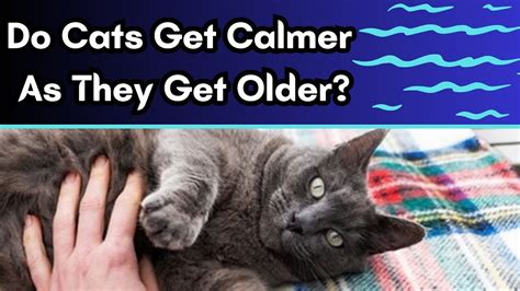 At what age do cats mellow out?