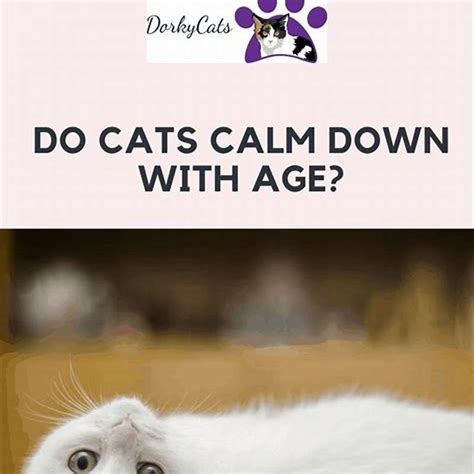 At what age do cats start to calm down?