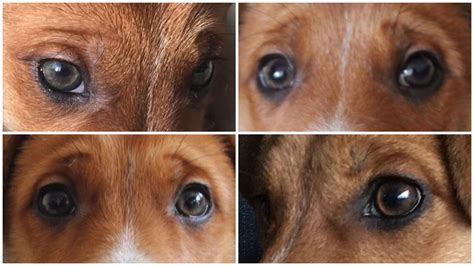 At what age do dogs eyes change color?