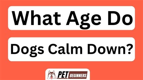 At what age do dogs finally calm down?