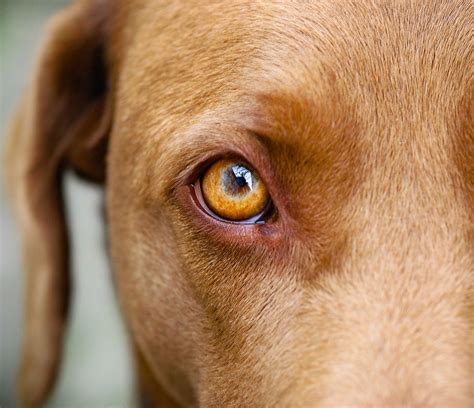 At what age do dogs get their permanent eye color?