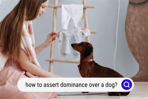 At what age do dogs try to assert dominance?