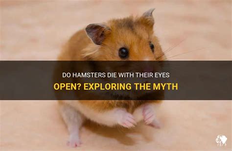 At what age do hamsters open their eyes?