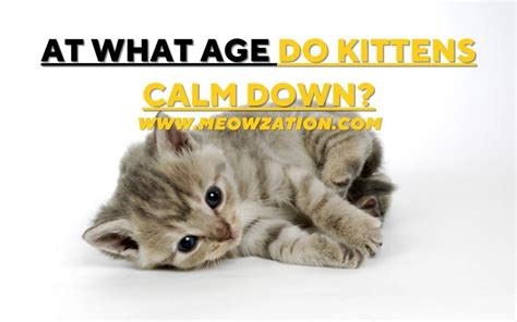 At what age do kittens calm down?