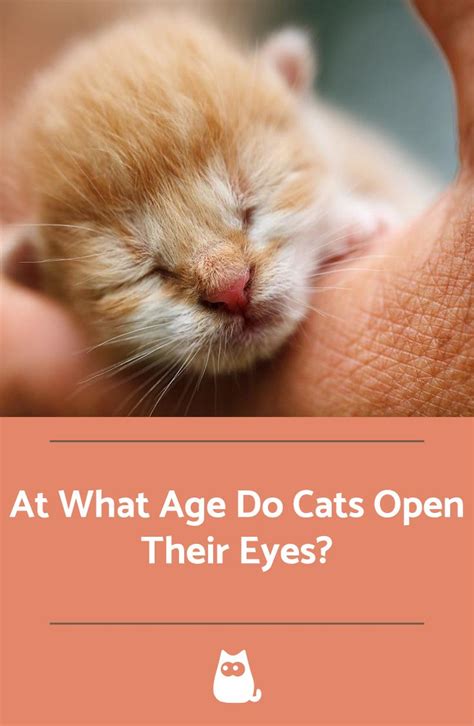 At what age do kittens open their eyes?