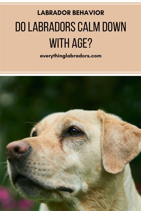 At what age do male dogs calm down?