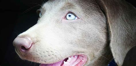 At what age do silver Labs eyes change color?