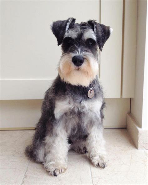 At what age do you groom a Miniature Schnauzer?
